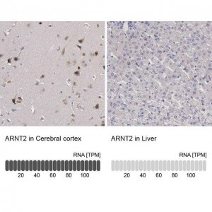 Anti-ARNT2 antibody produced in rabbit 