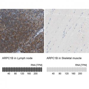 Anti-ARPC1B antibody produced in rabbit 