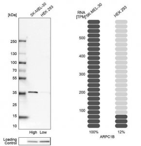 Anti-ARPC1B antibody produced in rabbit 