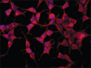 Anti-AS160 antibody produced in rabbit 