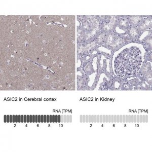 Anti-ASIC2 antibody produced in rabbit 