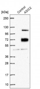 Anti-ASIC2 antibody produced in rabbit 