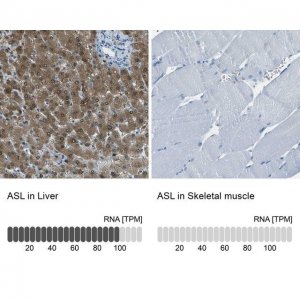 Anti-ASL antibody produced in rabbit 