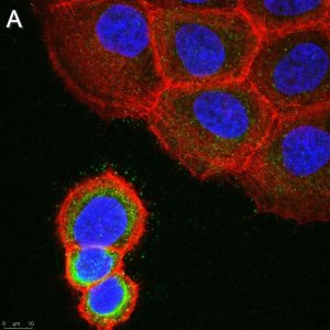 Anti-ASTN2 Antibody, clone 2E8 ZooMAb� Rabbit Monoclonal 