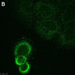 Anti-ASTN2 Antibody, clone 2E8 ZooMAb� Rabbit Monoclonal 