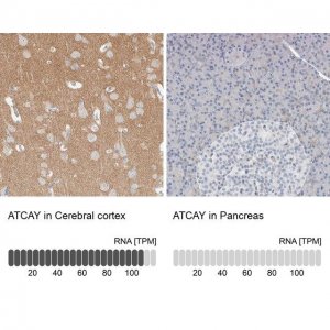 Anti-ATCAY antibody produced in rabbit 