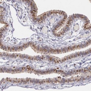 Anti-ATF3 antibody produced in rabbit 