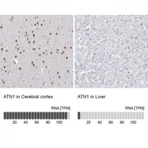 Anti-ATN1 antibody produced in rabbit 