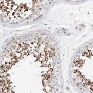 Anti-ATPIF1 antibody produced in rabbit HPA027999-100UL