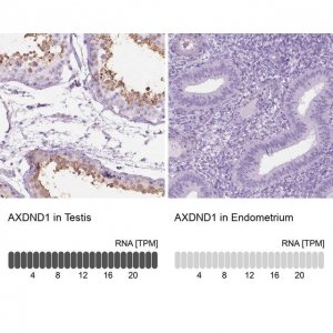 Anti-AXDND1 antibody produced in rabbit 
