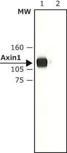 Anti-Axin1 (C-terminal) antibody produced in rabbit 