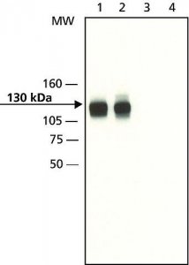 Anti-Axin1 (C-terminal) antibody produced in rabbit 