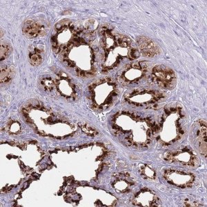 Anti-B4GALT2 antibody produced in rabbit 