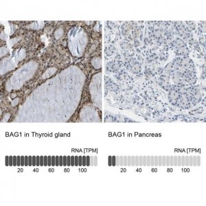 Anti-BAG1 antibody produced in rabbit 