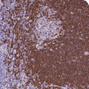Anti-BANK1 antibody produced in rabbit 