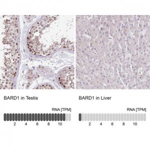 Anti-BARD1 antibody produced in rabbit 