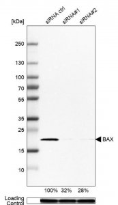 Anti-BAX antibody produced in rabbit 