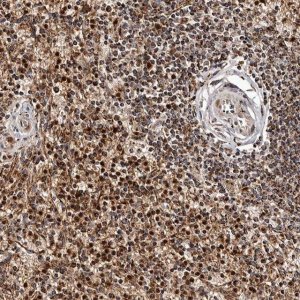 Anti-BAX antibody produced in rabbit 