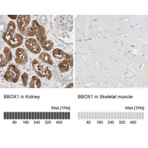 Anti-BBOX1 antibody produced in rabbit 