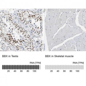 Anti-BBX antibody produced in rabbit 