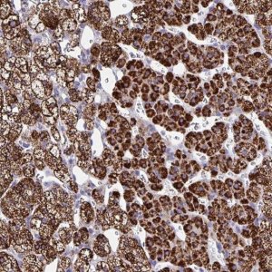 Anti-BCAT2 antibody produced in rabbit 