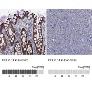 Anti-BCL2L14 antibody produced in rabbit 