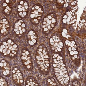 Anti-BECN1 antibody produced in rabbit 