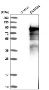 ANTI-BEGAIN antibody produced in rabbit 