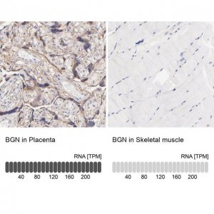 Anti-BGN antibody produced in rabbit 