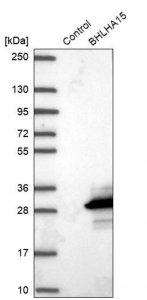 Anti-BHLHA15 antibody produced in rabbit HPA047834-100UL