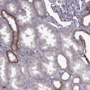 Anti-BICDL1 antibody produced in rabbit 