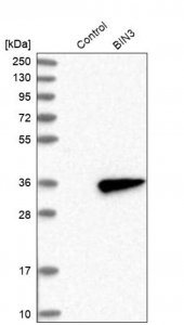 Anti-BIN3 antibody produced in rabbit HPA023769-100UL