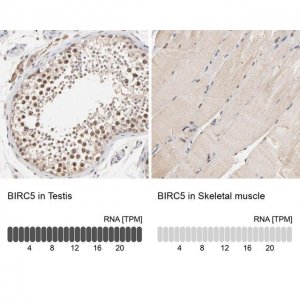Anti-BIRC5 antibody produced in rabbit 