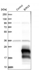 Anti-BIRC5 antibody produced in rabbit 