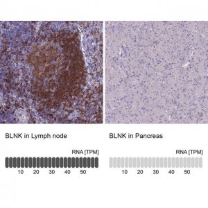 Anti-BLNK antibody produced in rabbit 