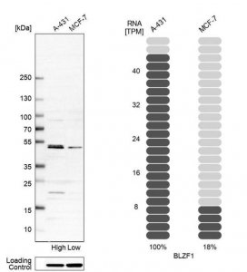 Anti-BLZF1 antibody produced in rabbit HPA025703-100UL