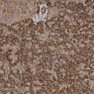 Anti-BLZF1 antibody produced in rabbit HPA025703-100UL