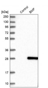 Anti-BMF antibody produced in rabbit HPA010120-100UL