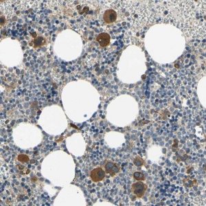 Anti-BMF antibody produced in rabbit HPA010120-100UL