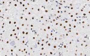 Anti-BMI-1 Antibody, clone F6 ZooMAb� Mouse Monoclonal 