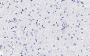 Anti-BMI-1 Antibody, clone F6 ZooMAb� Mouse Monoclonal 