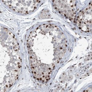Anti-BMI1 antibody produced in rabbit 