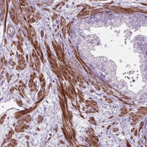 Anti-BMP4 antibody produced in rabbit 