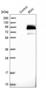 Anti-BMX antibody produced in rabbit 