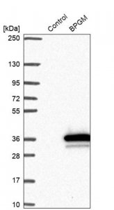 Anti-BPGM antibody produced in rabbit HPA028735-100UL