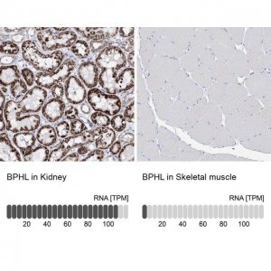 Anti-BPHL antibody produced in rabbit HPA036753-100UL
