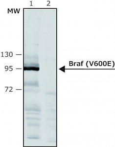 Anti-BRAF (V600E) antibody produced in rabbit SAB4200772-100UL