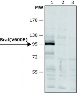 Anti-BRAF (V600E) antibody produced in rabbit SAB4200772-100UL