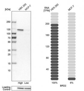 Anti-BRD2 antibody produced in rabbit 