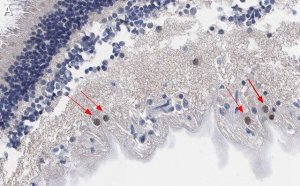 Anti-Brn-3a Antibody, clone 5A3.2 ZooMAb� Mouse Monoclonal 
